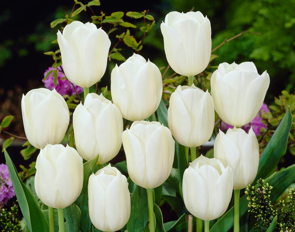 tulip 'Royal Virgin'