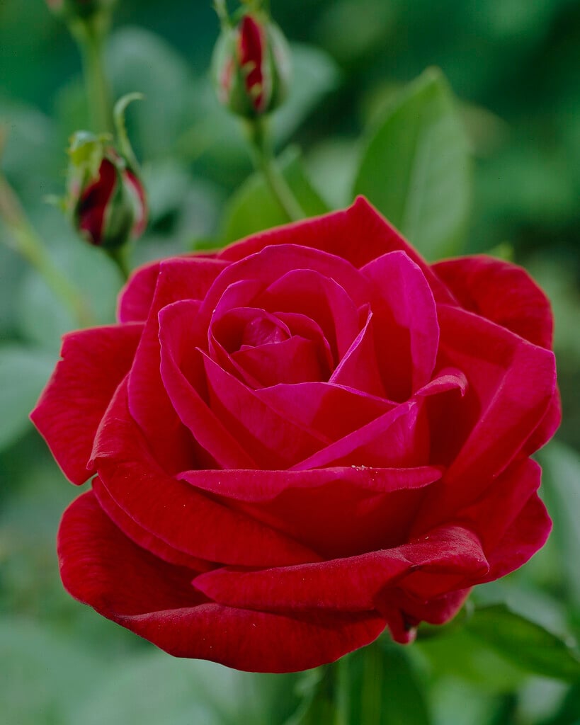 rose [Papa Meilland]