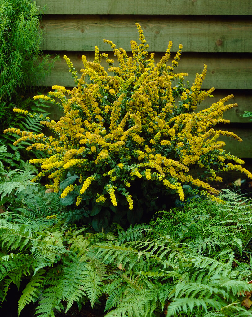<i>Solidago</i> <i>sphacelata</i> 'Golden Fleece'