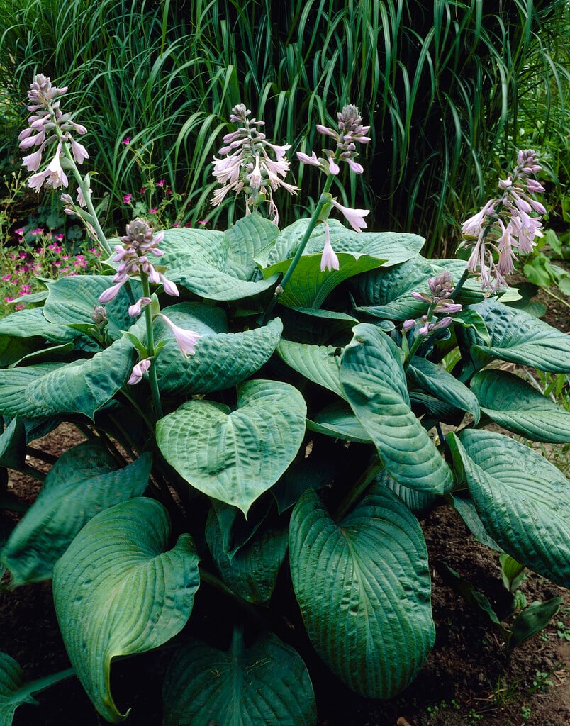 plantain lily 'Big Mama'