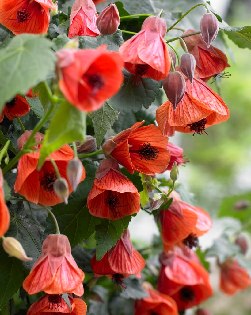 <i>Abutilon</i> [<span style=\"font-variant: small-caps;\">Red Trumpet</span>]