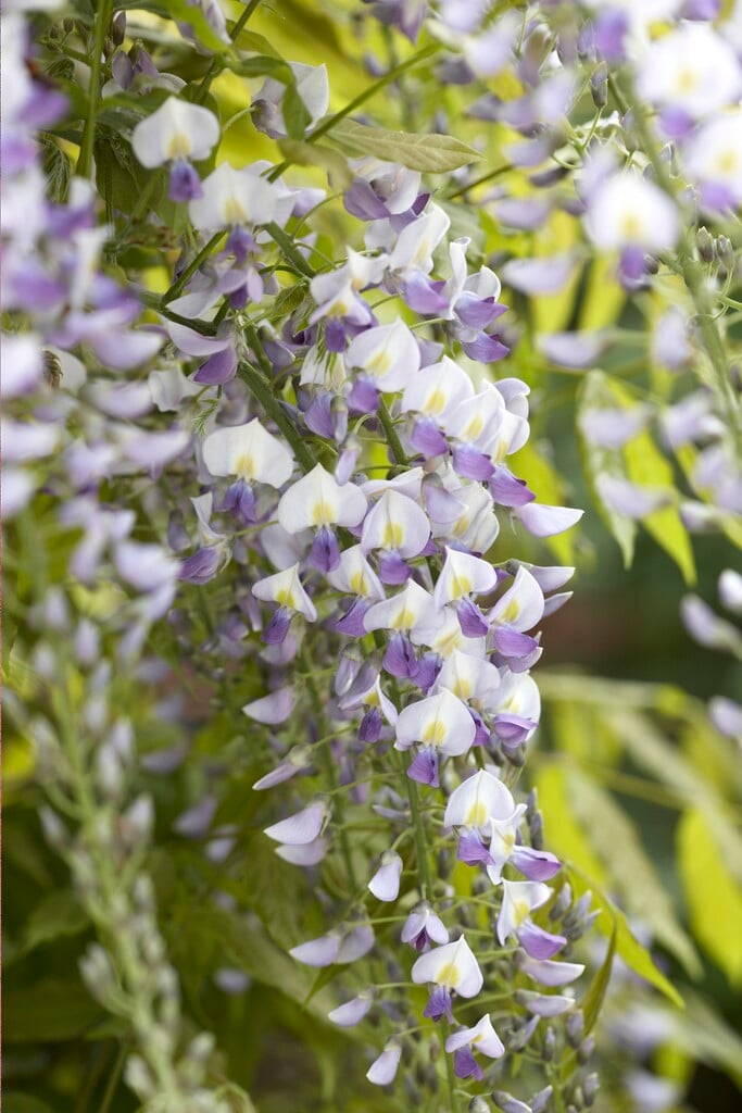 sojabohnen saatgut Edamame Saatgut kaufen – Sojabohnen einfach selbst anbauen – Gardenox-Natur main image 1