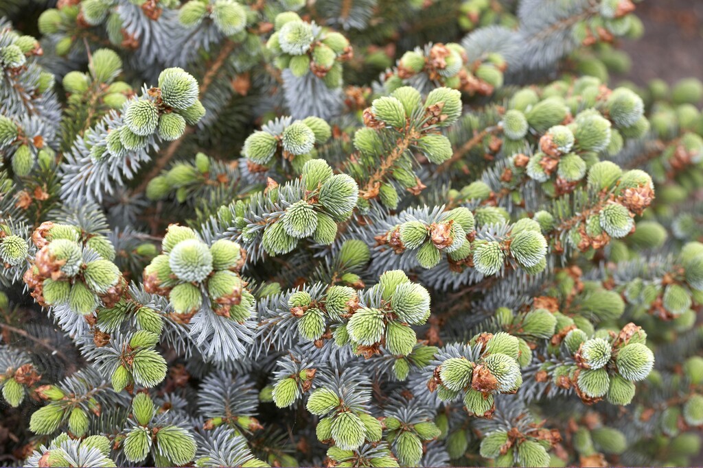 <i>Picea</i> <i>glauca</i> 'Blue Planet'