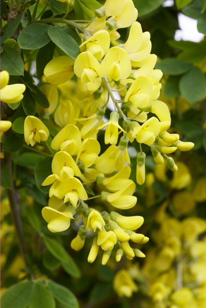 <i>Laburnum</i> × <i>watereri</i> 'Sunspire'