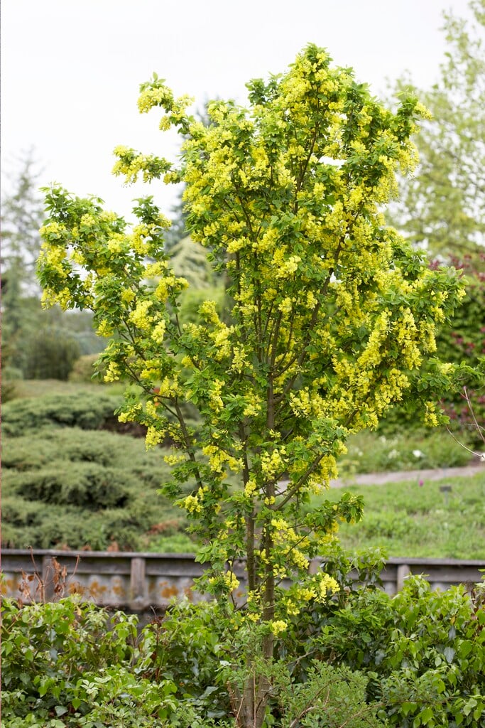 <i>Laburnum</i> × <i>watereri</i> 'Sunspire'