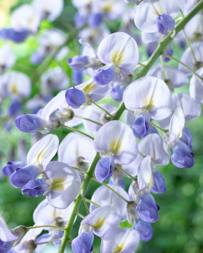 Japanese wisteria 'Kokuryū'