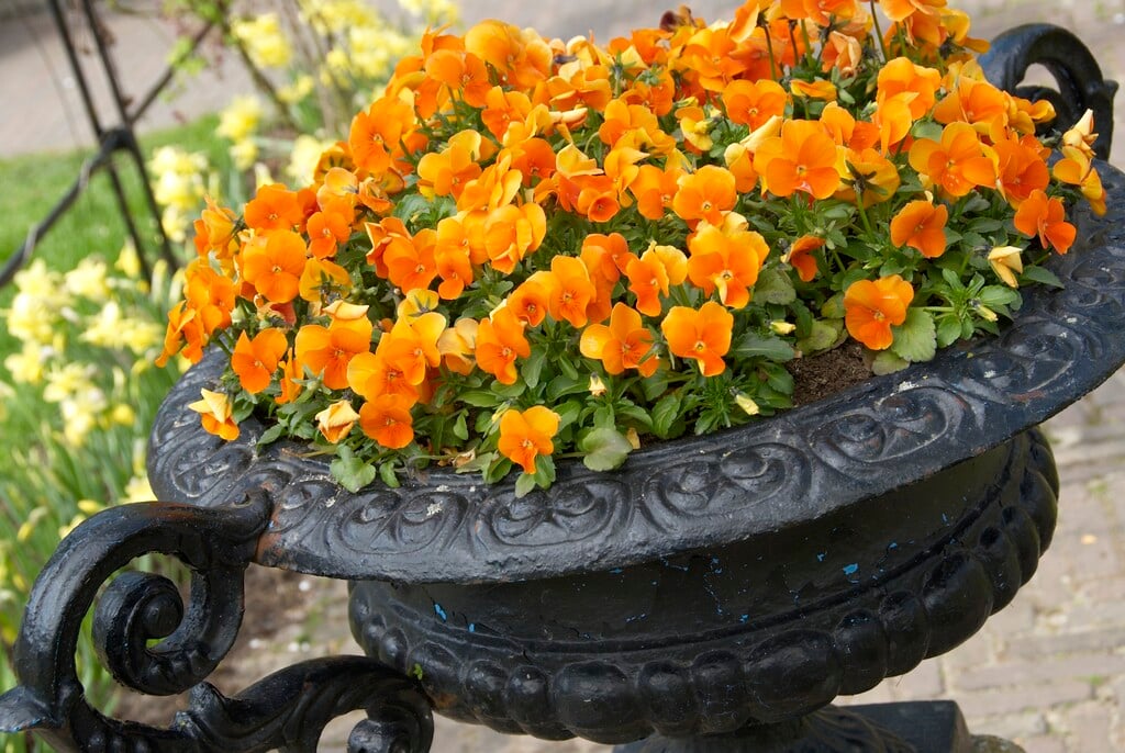 <i>Viola</i> 'Orange' (Vt)