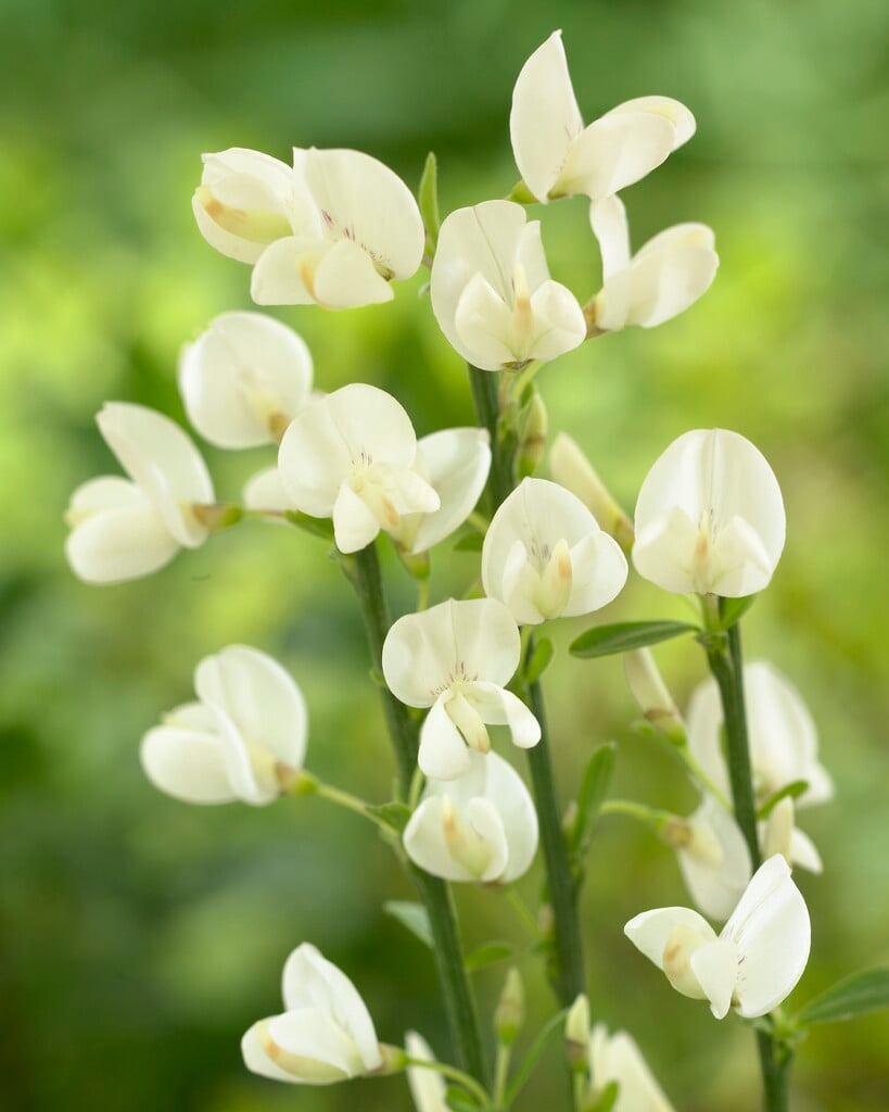 broom 'Albus'