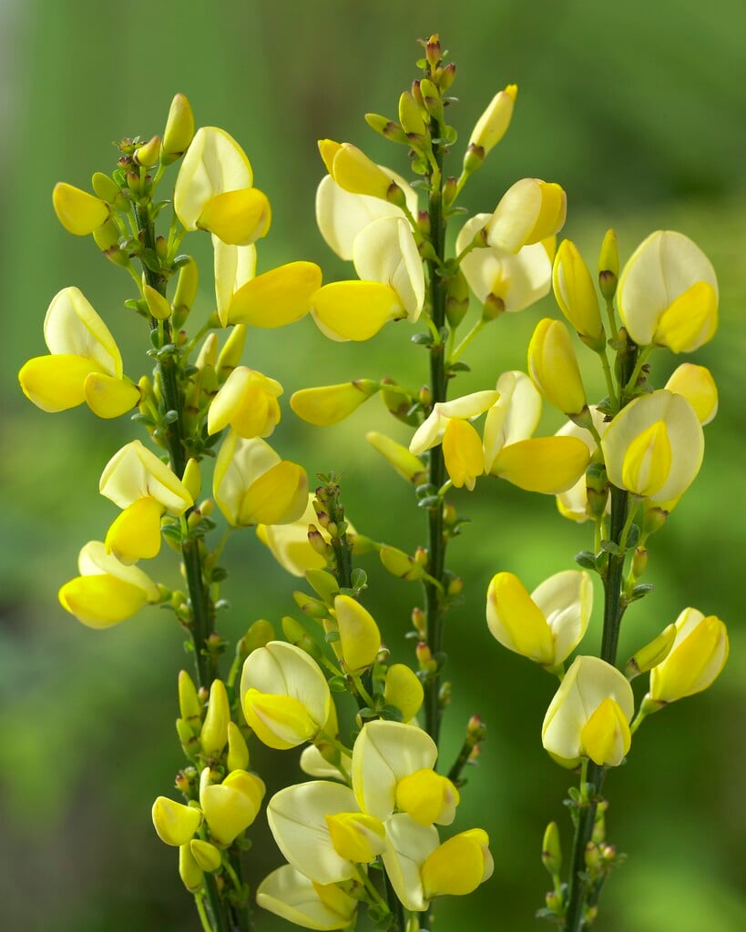 <i>Cytisus</i> × <i>boskoopii</i> 'Dukaat'