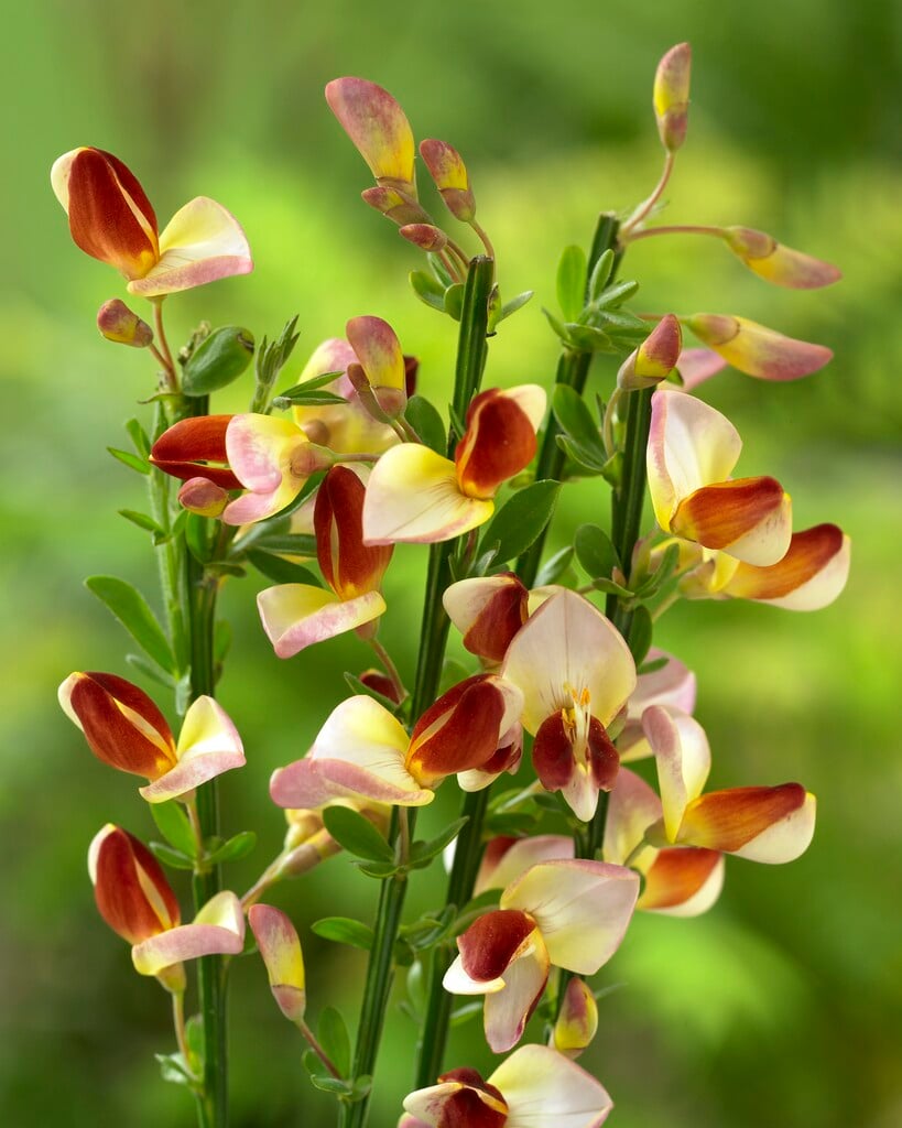 broom 'Firefly'