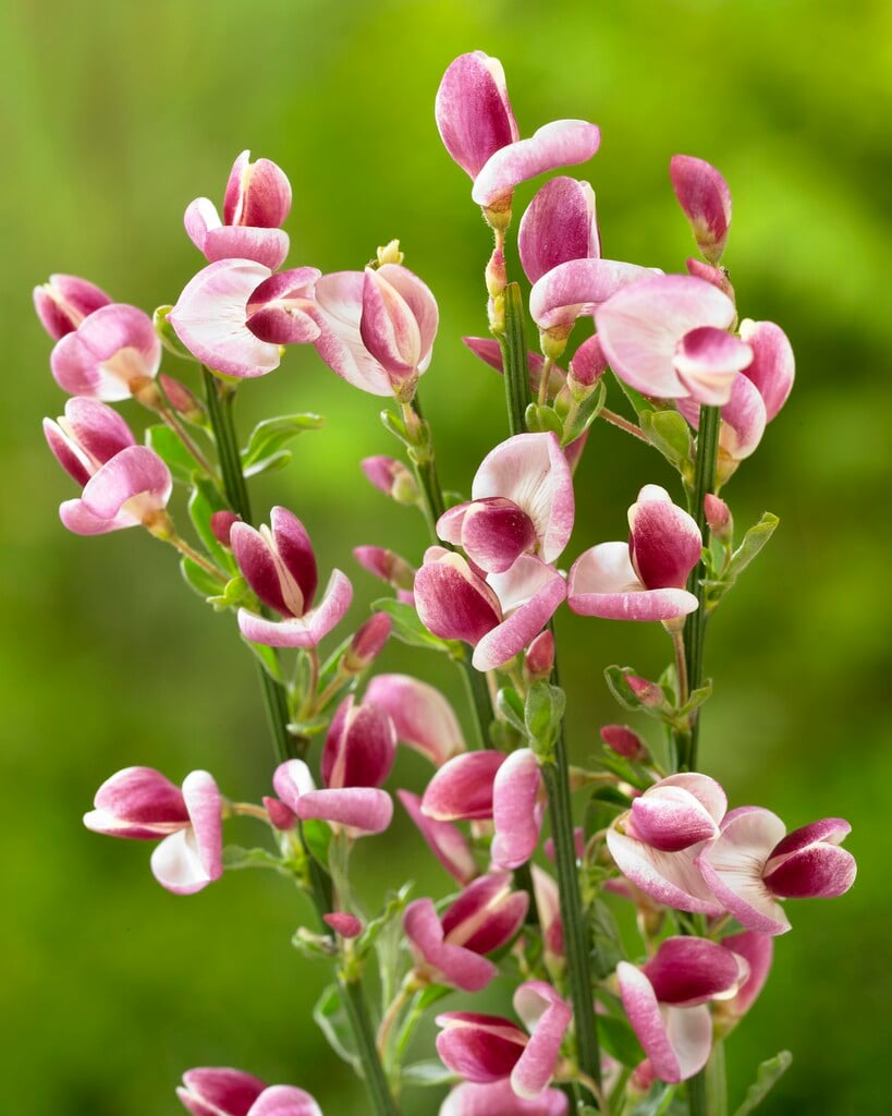 <i>Cytisus</i> 'Mrs Norman Henry'