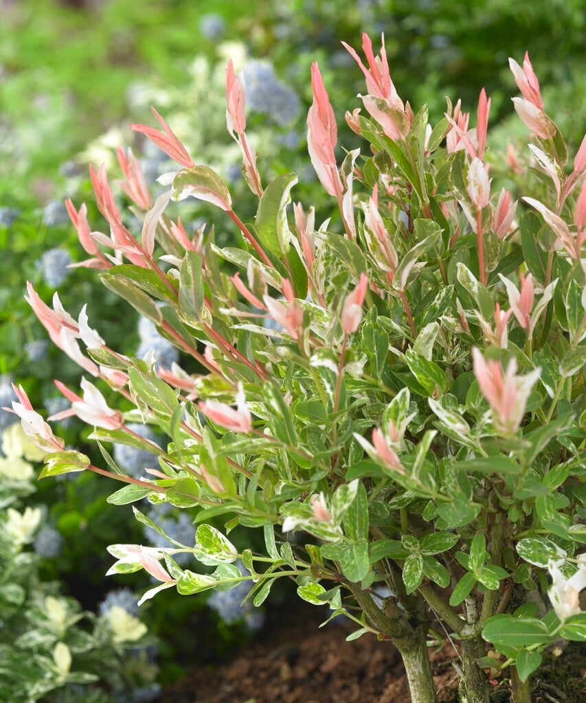 <em>Salix</em> <em>integra</em> 'Flamingo'<sup>PBR</sup>