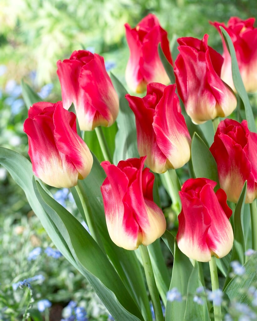 tulip 'Match'