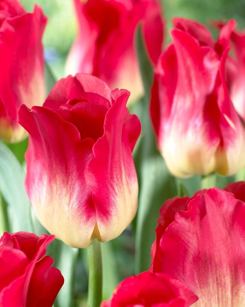 tulip 'Match'