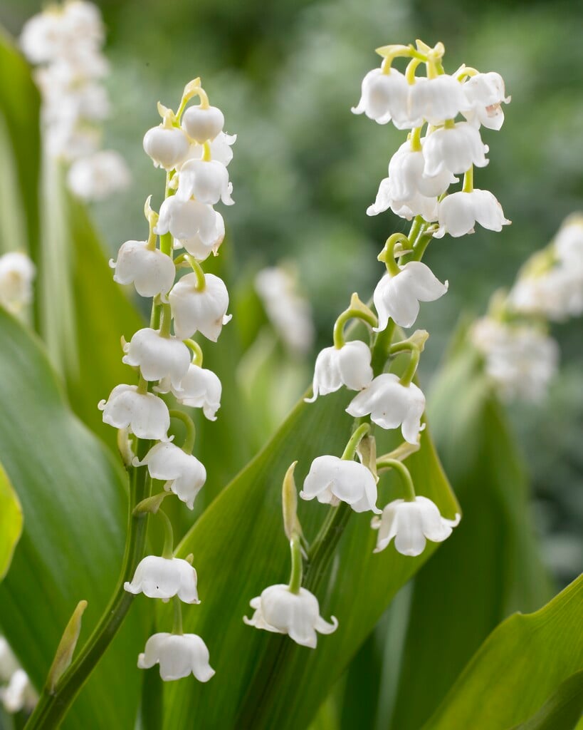 lily of the valley 'Bordeaux'