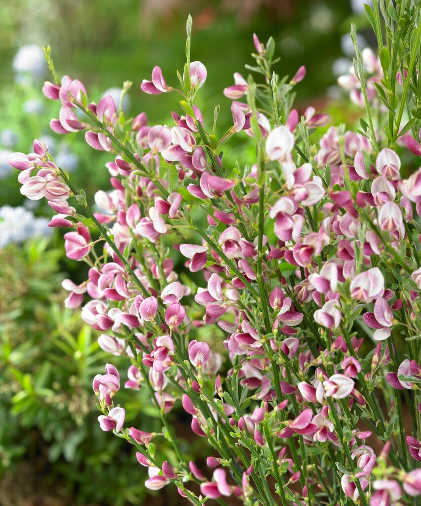 <i>Cytisus</i> 'Mrs Norman Henry'