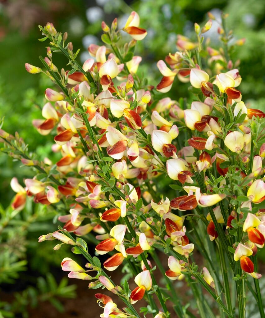 broom 'Firefly'