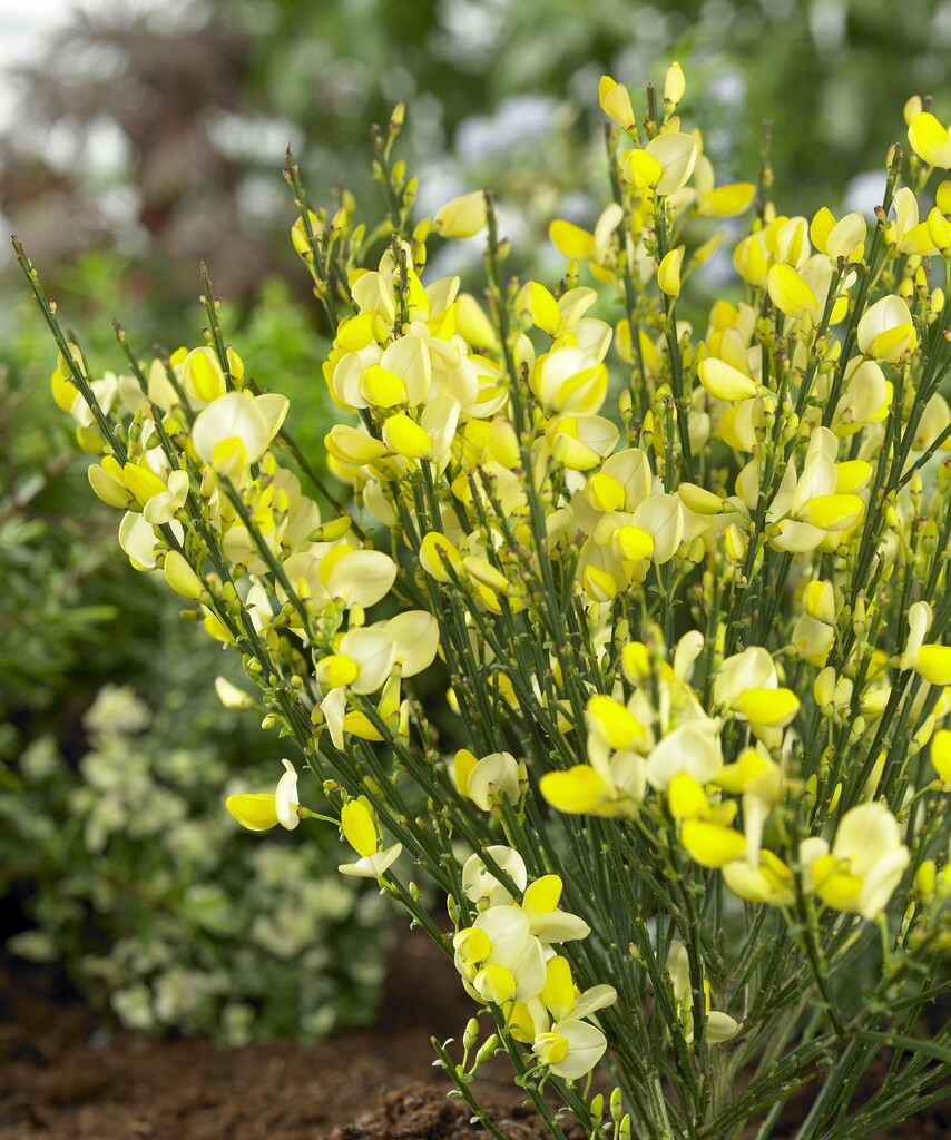 <i>Cytisus</i> × <i>boskoopii</i> 'Dukaat'