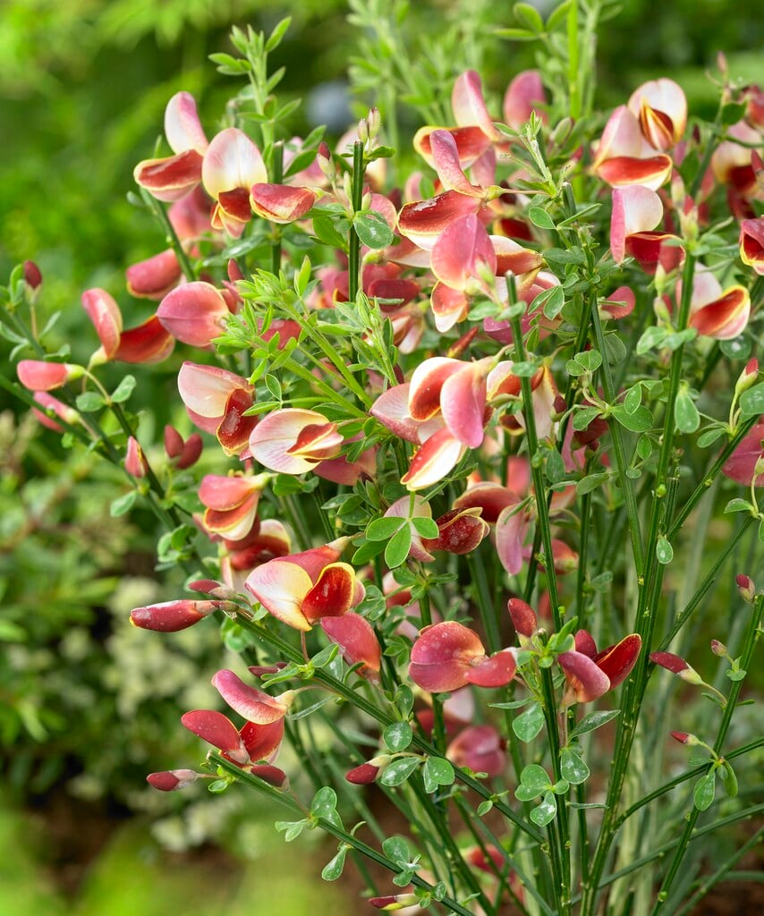 <i>Cytisus</i> 'Maria Burkwood'