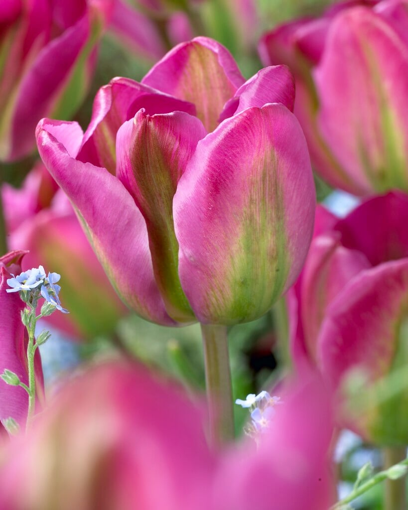 tulip 'Nightrider'