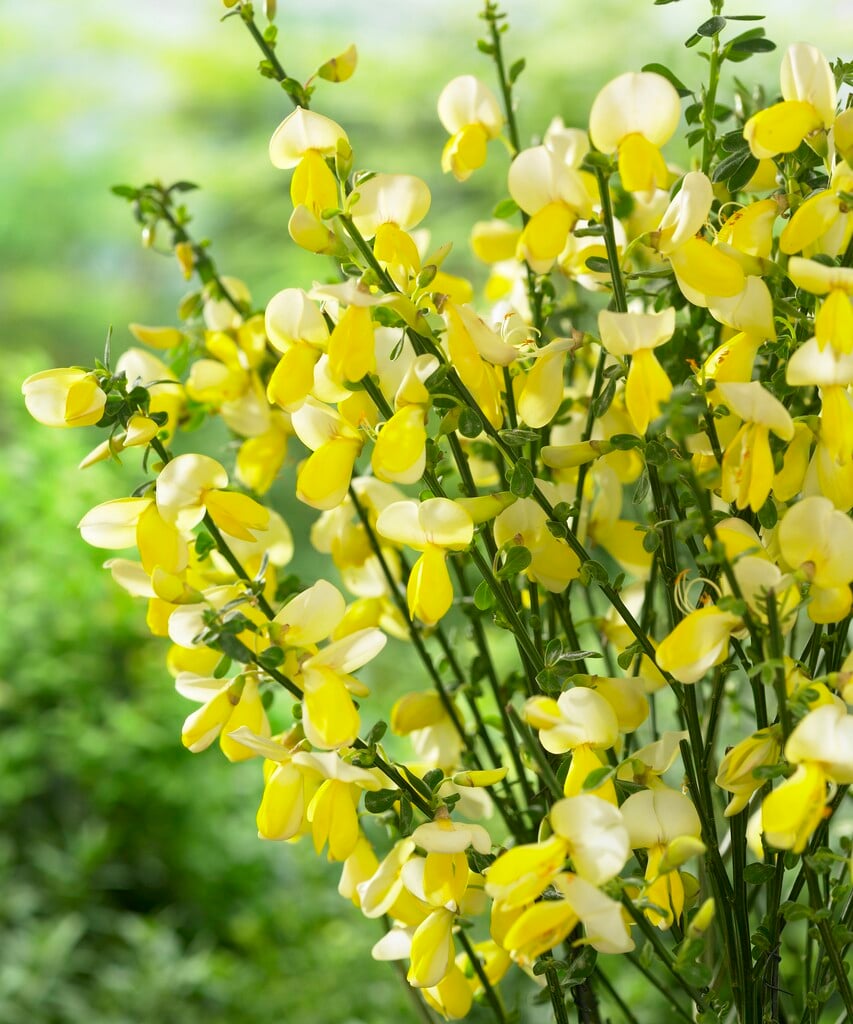 <i>Cytisus</i> 'Golden Cascade'