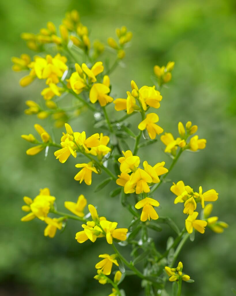 Genista lydia | Lydian broom Shrubs/RHS Gardening