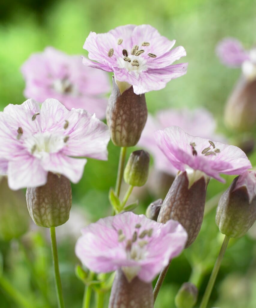 sea campion 'Rosea'