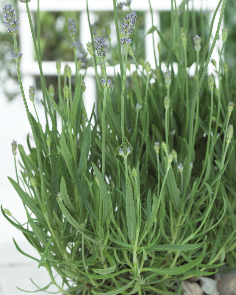 Lavandula Angustifolia Little Lady Batlad English Lavender Lavandula Angustifolia Little Lady Batlad English Lavender