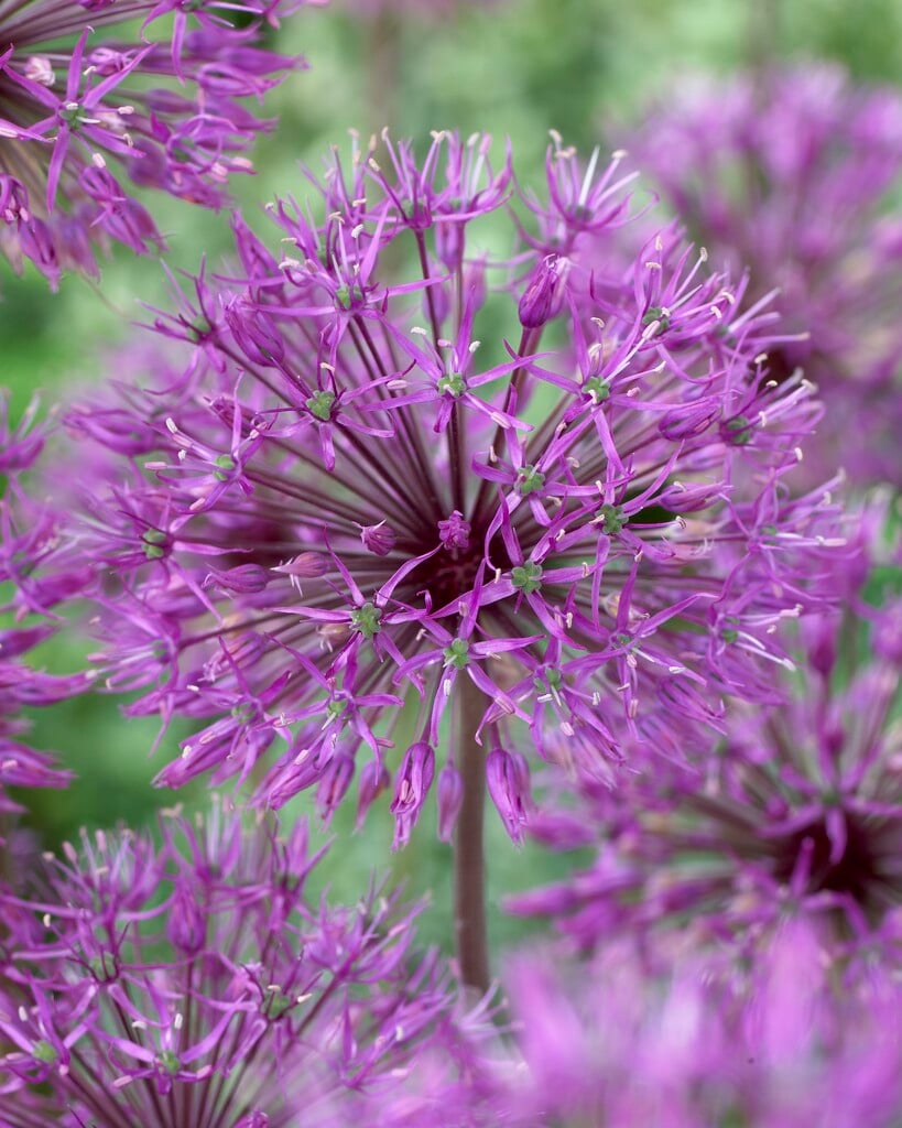 allium 'Purple King'