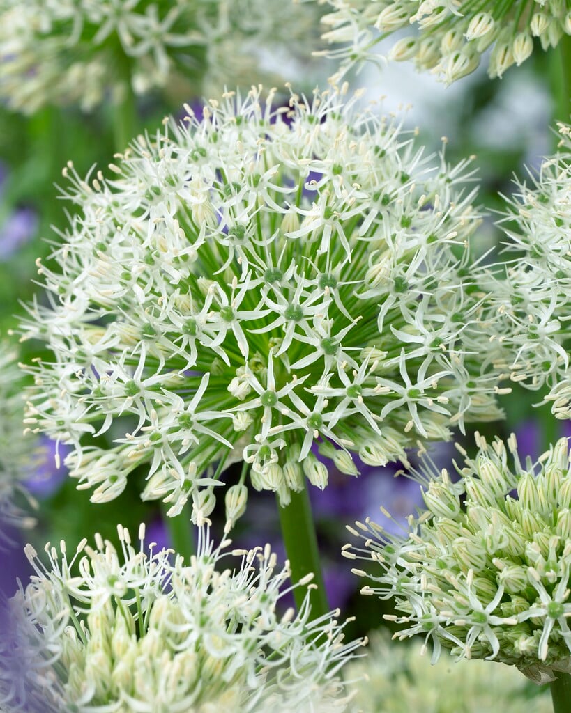 allium 'White Giant'