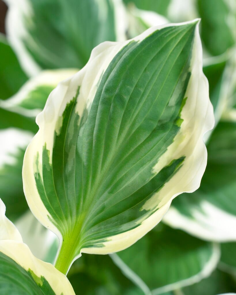 Hosta &Patriot& (v) | plantain lily &Patriot& Herbaceous Perennial/RHS ...