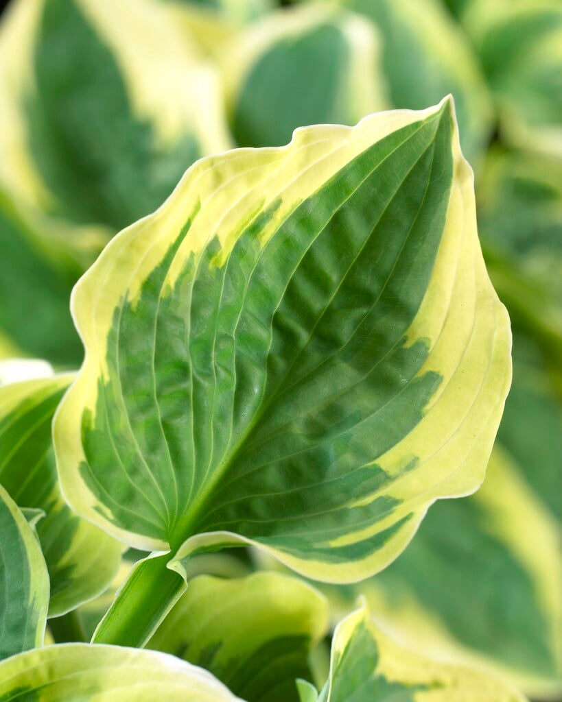 plantain lily 'Wide Brim'