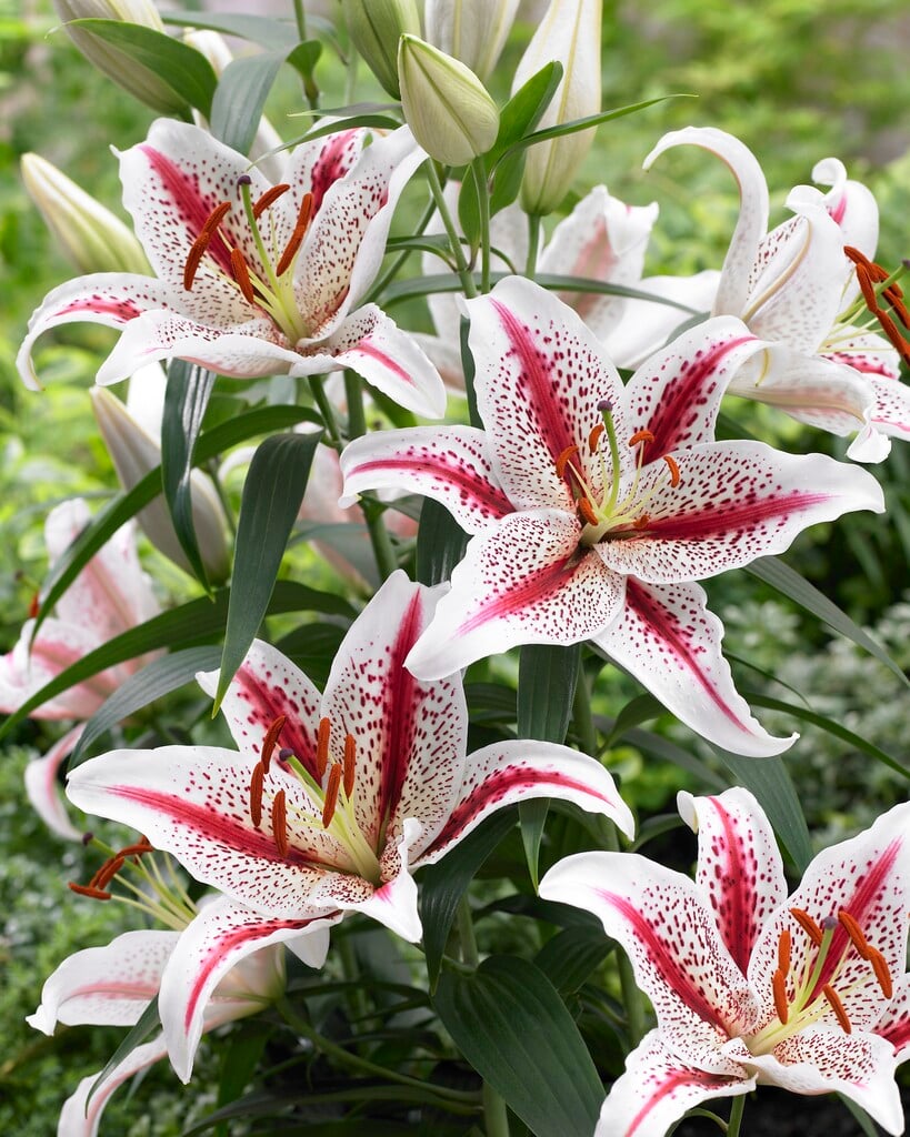 lily 'Tigerwoods'