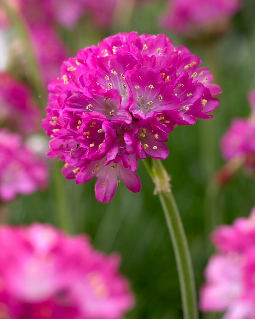 thrift 'Splendens'