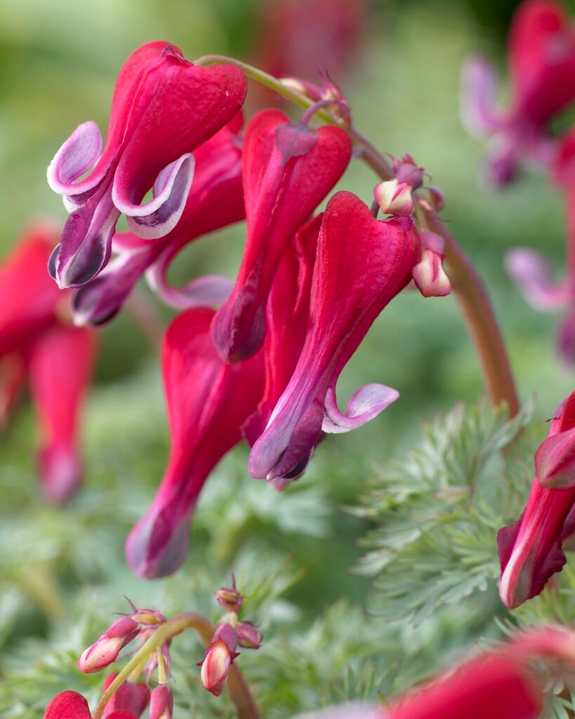 <em>Dicentra</em> 'Fire Island'<sup>PBR</sup>