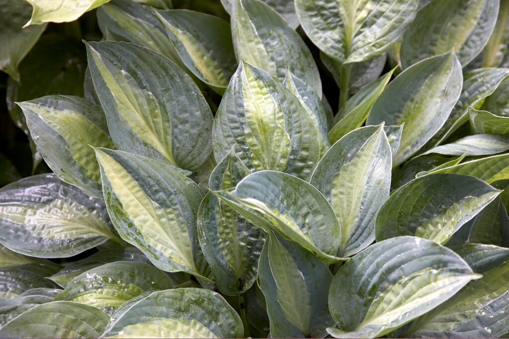 plantain lily 'Kiwi Full Monty'