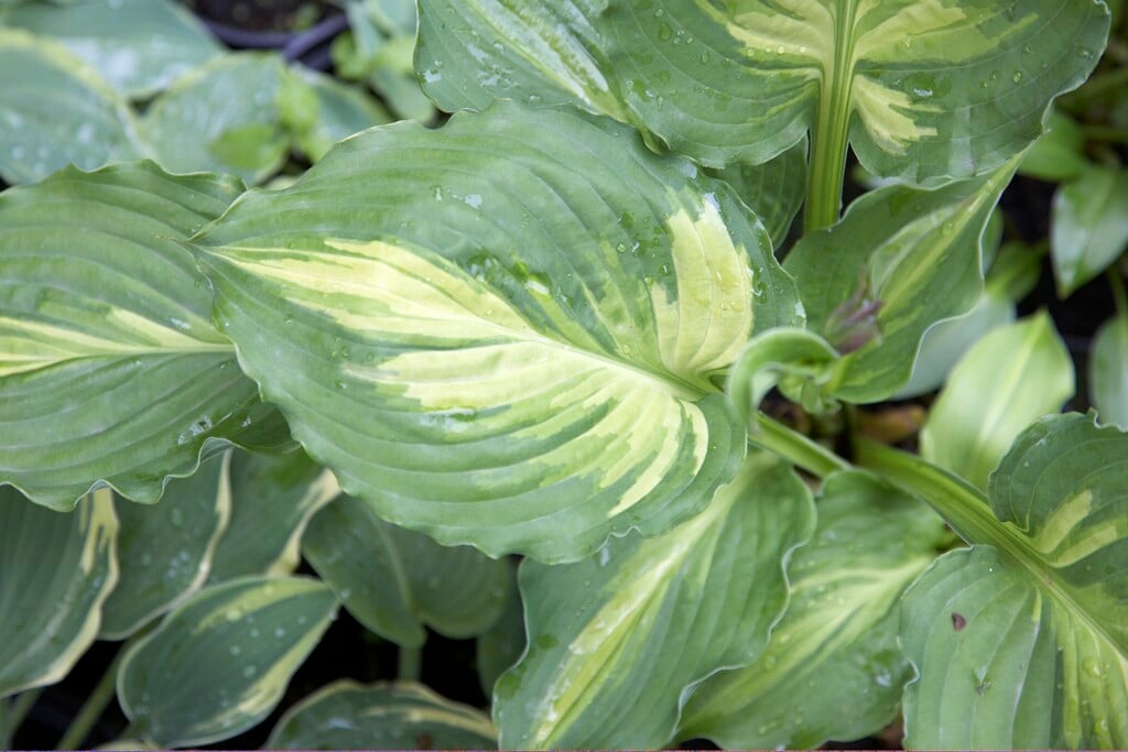 plantain lily 'Lakeside Paisley Print'