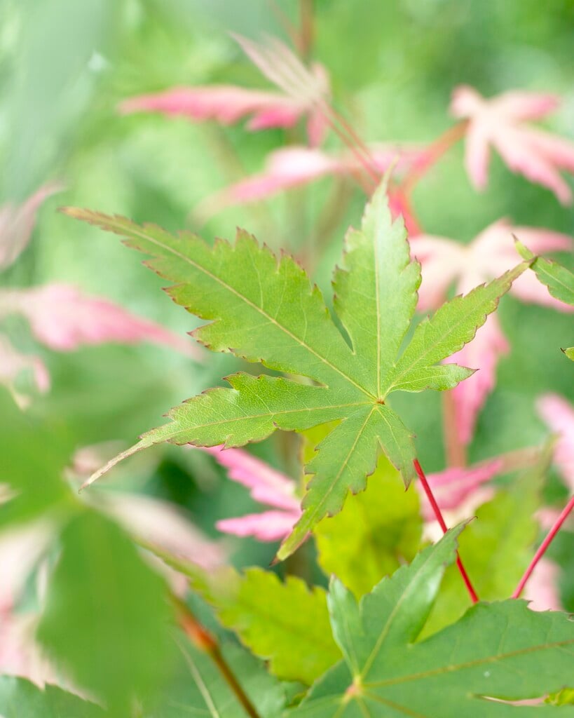 Japanese maple 'Oridono-nishiki'