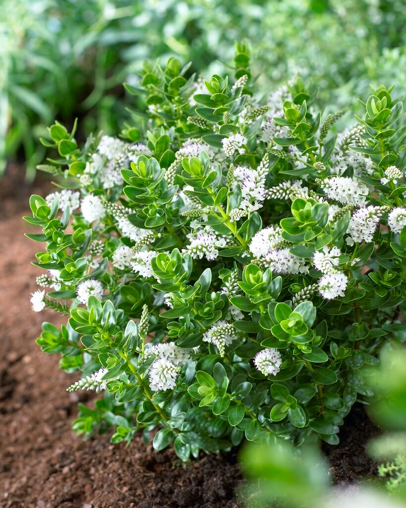 <i>Veronica</i> 'White Lady' (H)