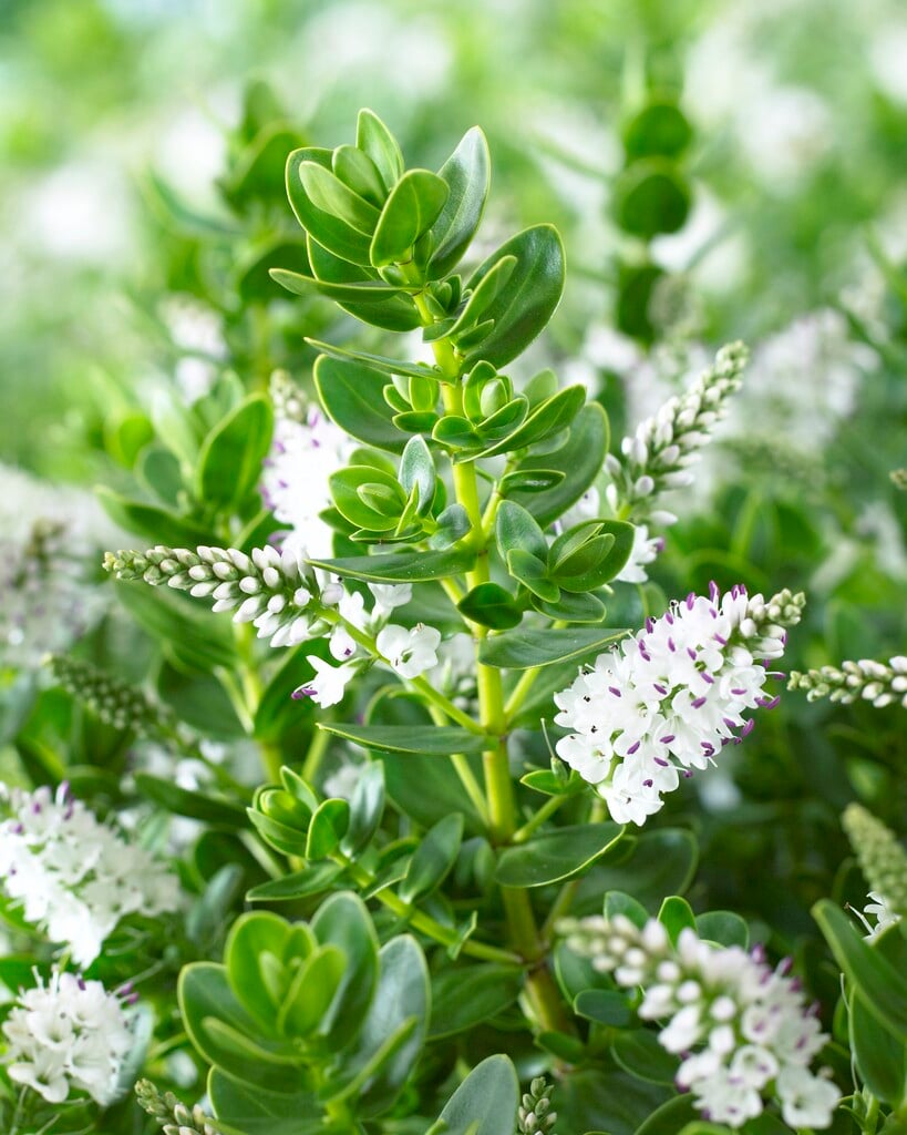 <i>Veronica</i> 'White Lady' (H)