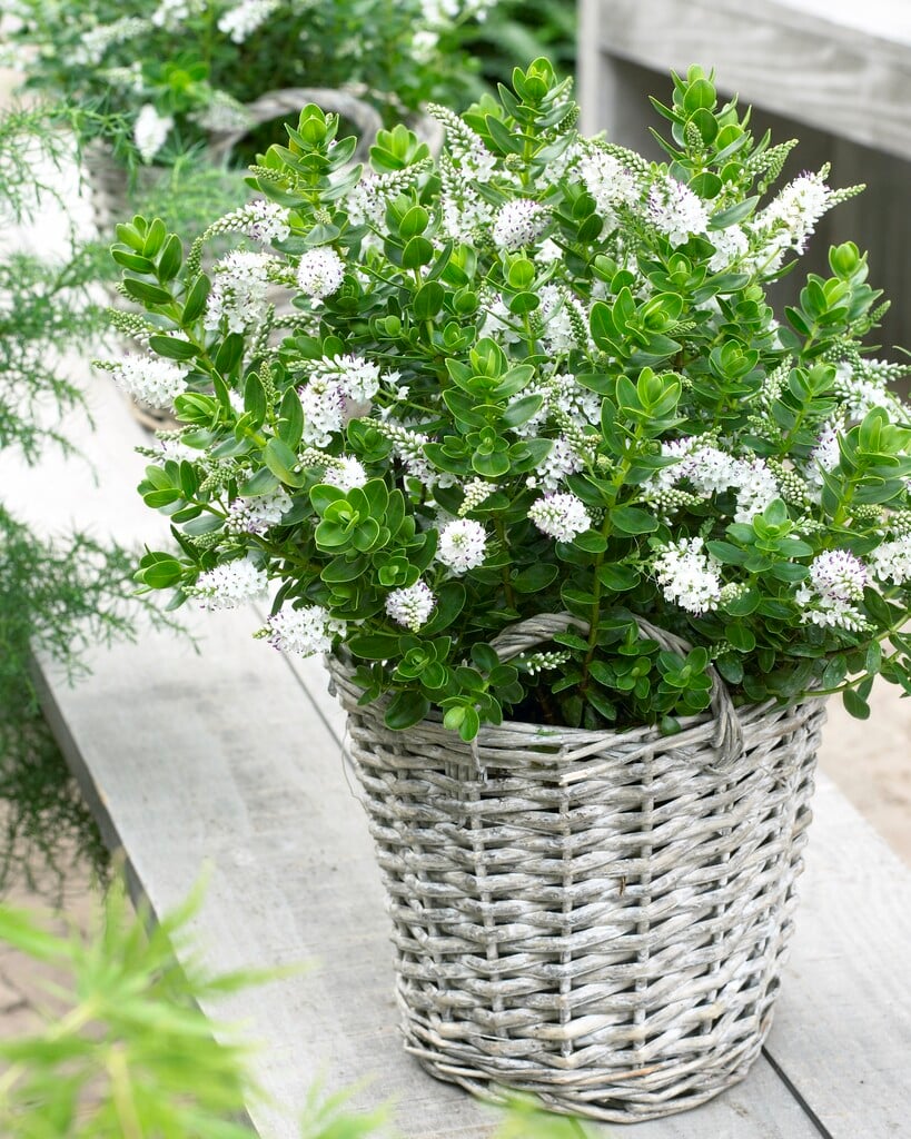 <i>Veronica</i> 'White Lady' (H)