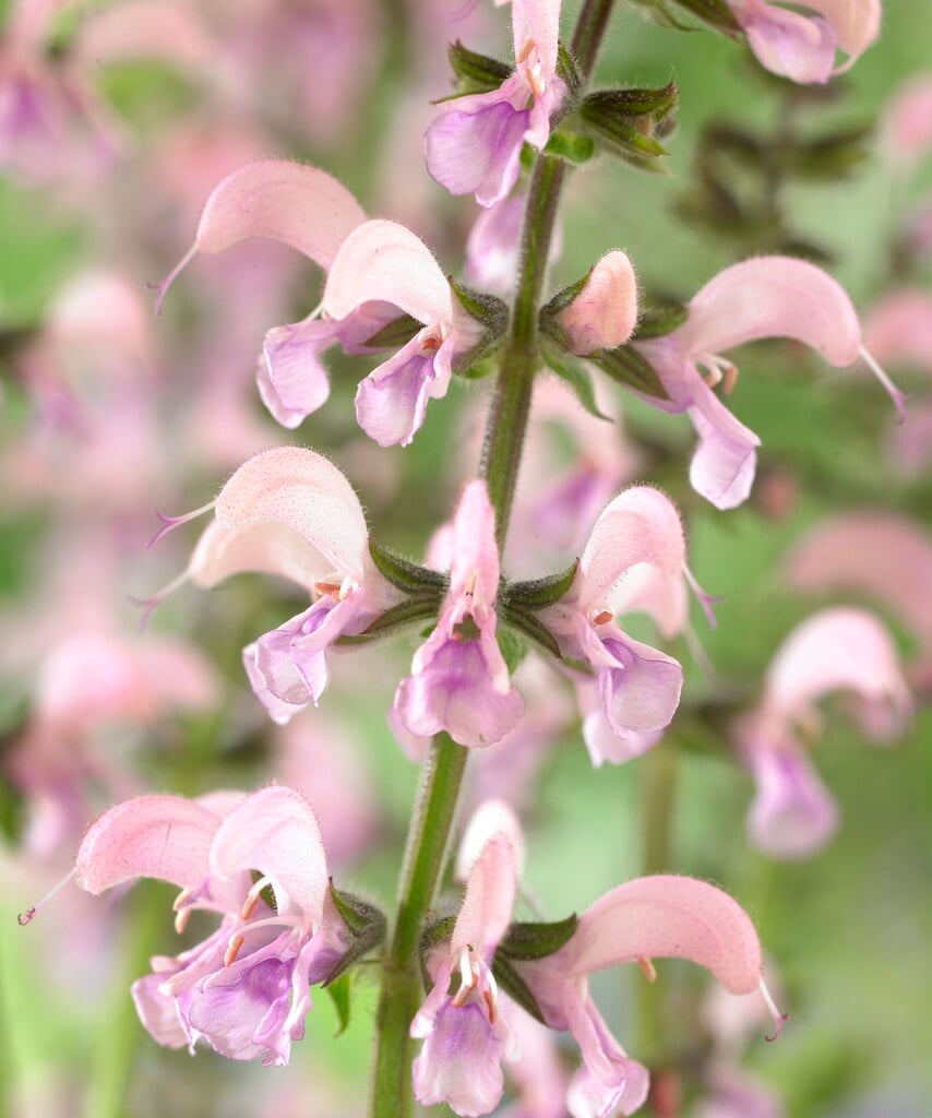sage 'Eveline'