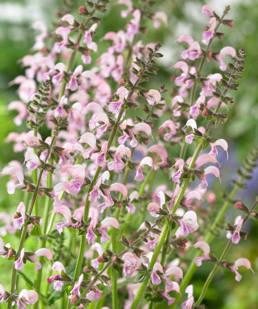 sage 'Eveline'