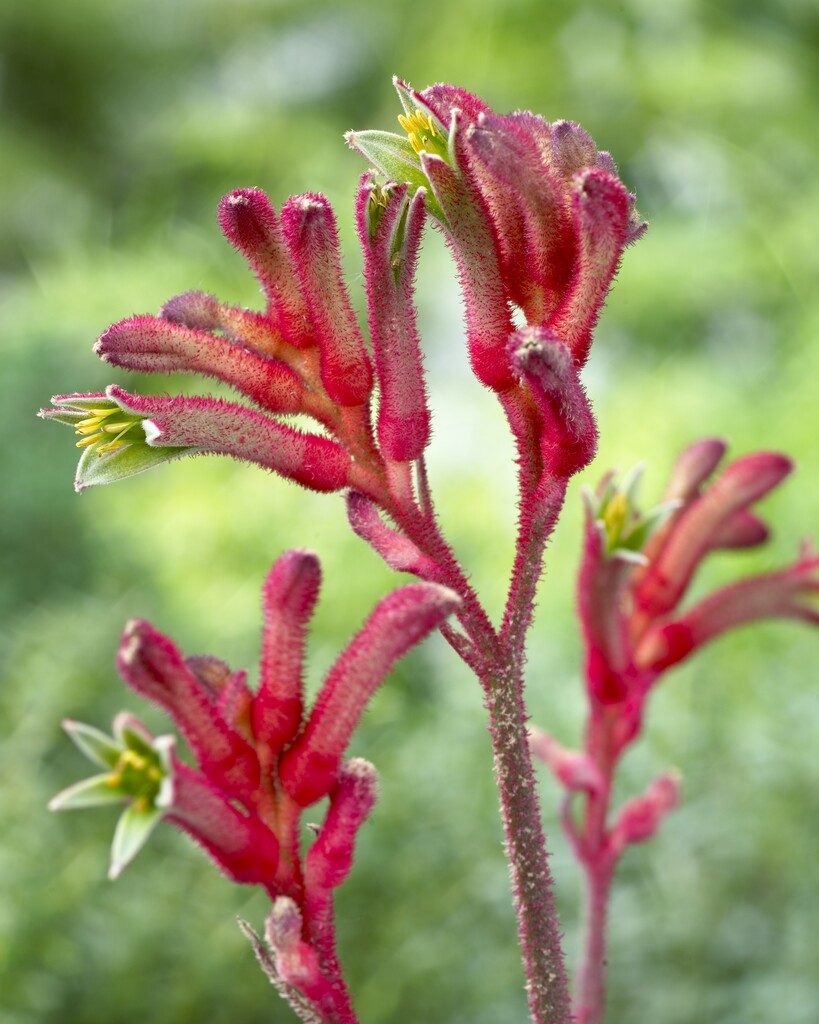 <i>Anigozanthos</i> 'Bush Inferno' (Bush Gems Series)