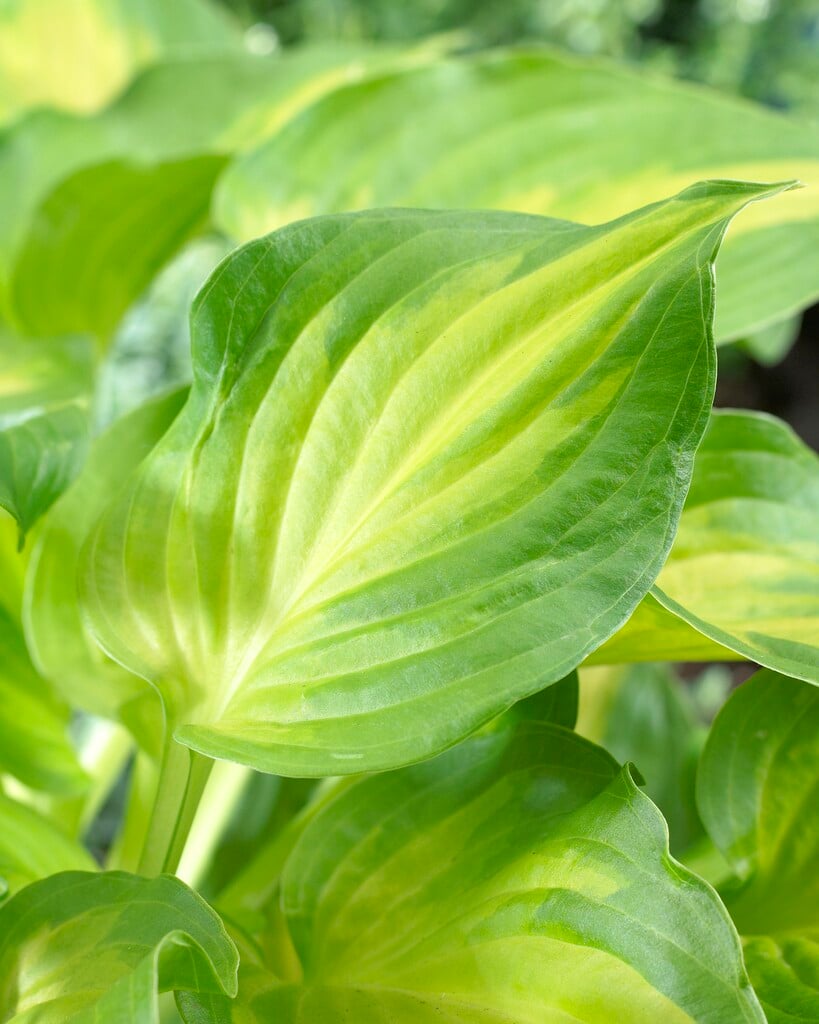 plantain lily 'Dance with Me'