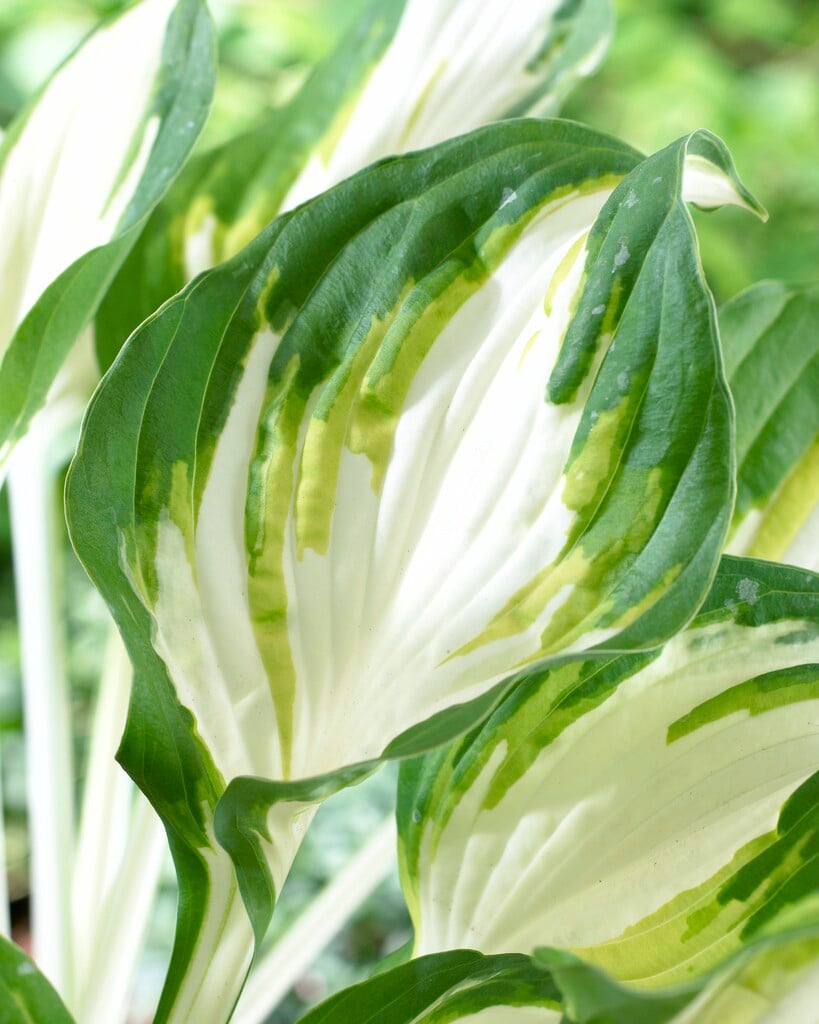 plantain lily 'Enterprise'