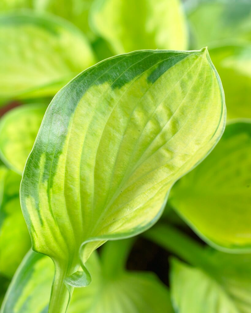plantain lily 'Rainforest Sunrise'