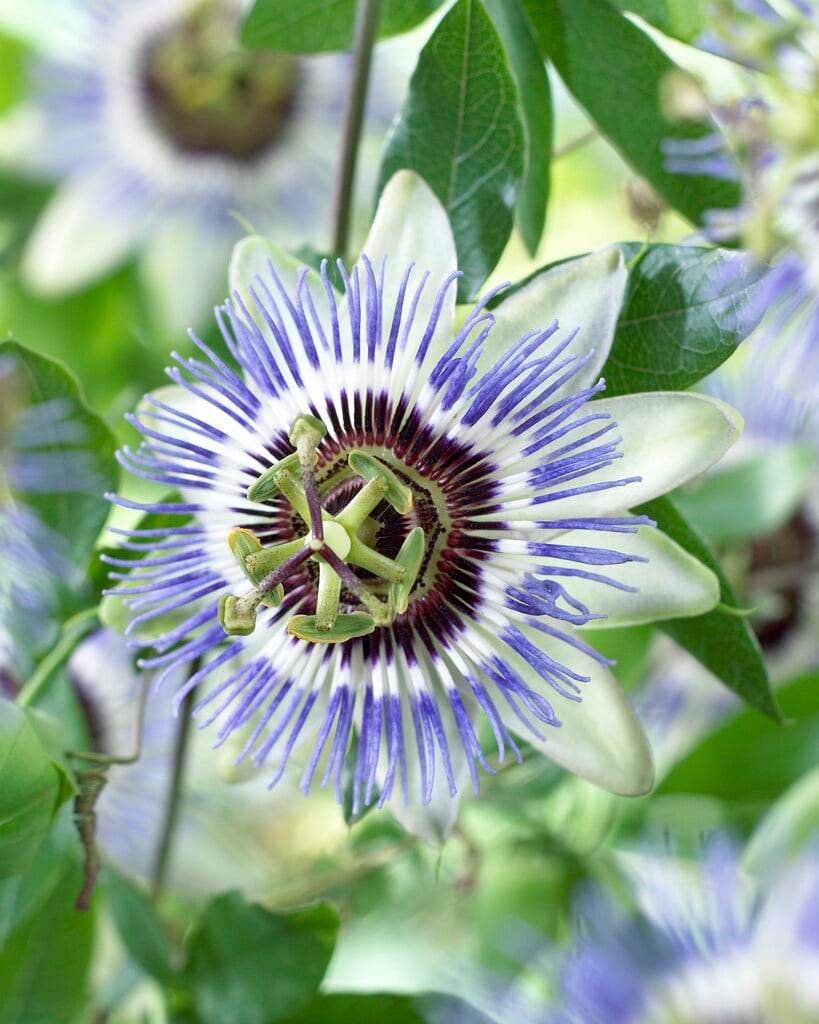 passion flower 'Clear Sky'
