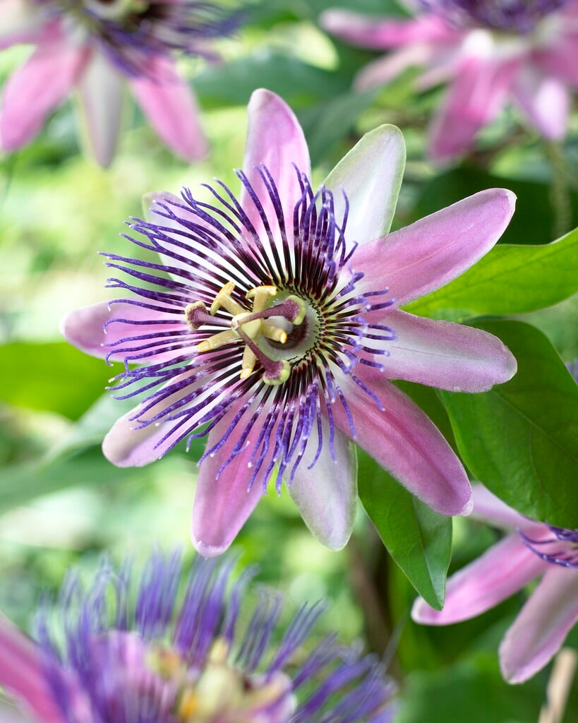 <i>Passiflora</i> × <i>belotii</i> 'Perfume Passion'