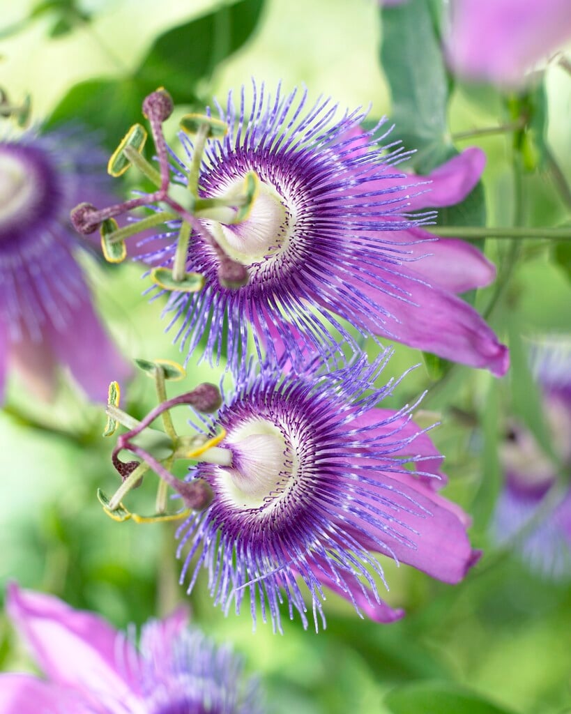 purple granadilla